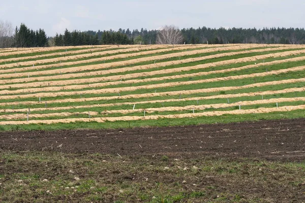 Grande Piantagione Mirtilli Primavera File Piante Sono Coperte Segatura — Foto Stock