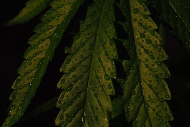 Yaprakların üzerindeki su damlacıkları kenevir yetiştiriyor, esrar yetiştiriyor tıbbi marihuana keneviri yetiştiriyor.