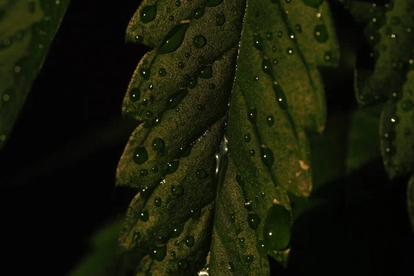 Water Droplets Leaves Plant Cannabis Farm Plantation Medical Marijuana Hemp — Stock Photo, Image