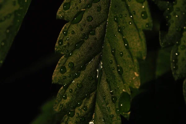 Gotas Agua Las Hojas Planta Cannabis Granja Plantación Marihuana Medicinal — Foto de Stock