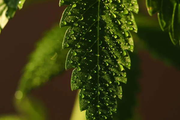 Gotas Água Nas Folhas Planta Cannabis Fazenda Plantação Marijuana Medicinal — Fotografia de Stock