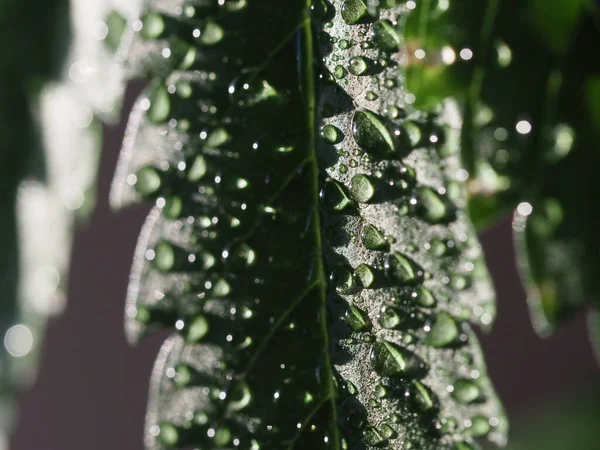 Vattendroppar Bladen Plantera Cannabis Gård Plantage Medicinsk Marijuana Hampa — Stockfoto