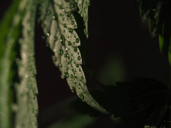 Krople Wody Liściach Plantacja Marihuany Marihuany Medycznej — Zdjęcie stockowe