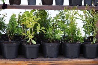 Beyaz Rusya, Minsk, 2021. Bitki fideleri satışı sergisi Belarus, Minsk, 2021