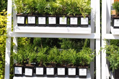 Beyaz Rusya, Minsk, 2021. Bitki tohumları satış sergisi ekolojisi