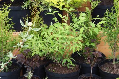 Beyaz Rusya, Minsk, 2021. Bitki tohumları satış sergisi ekolojisi