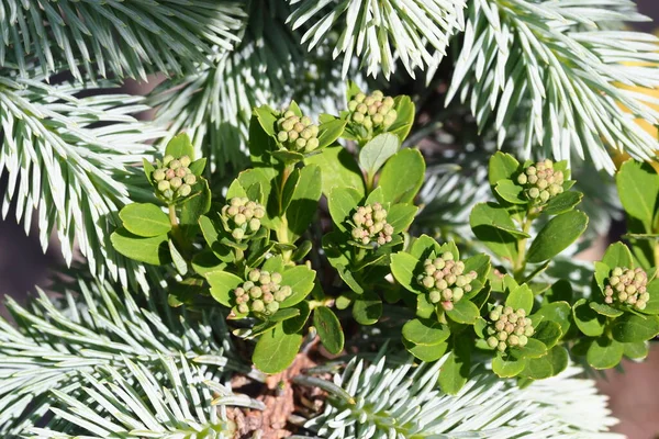 Belarus Minsk 2021 Plant Zaailingen Verkoop Tentoonstelling Ecologie — Stockfoto