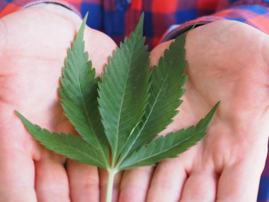 Kenevir yaprağı tutan bir çiftçinin eli.