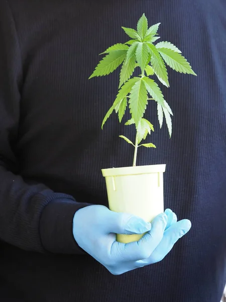 Mano Agricultor Sosteniendo Una Hoja Cannabis — Foto de Stock