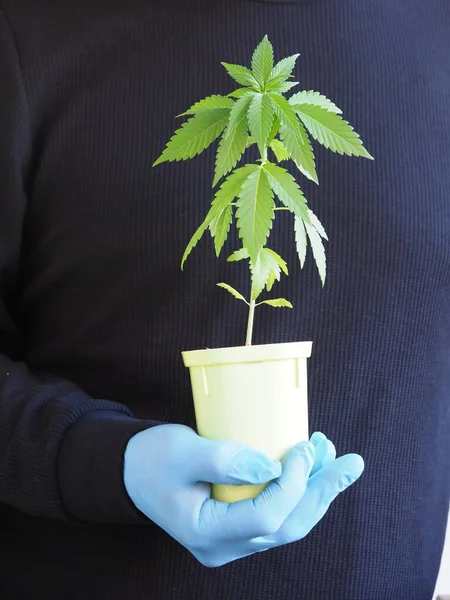 Die Hand Eines Bauern Mit Einem Cannabisblatt — Stockfoto