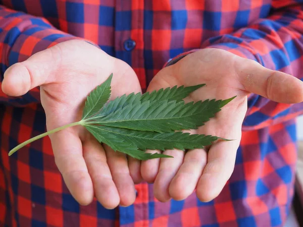 Mão Homem Agricultor Segurando Uma Folha Cannabis — Fotografia de Stock