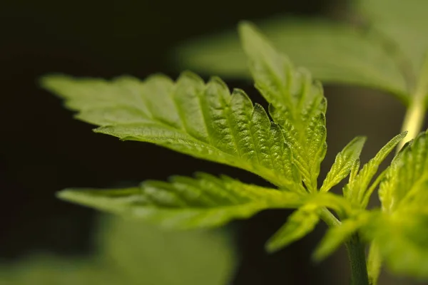 Cannabisplantblad Medicinsk Marijuana — Stockfoto