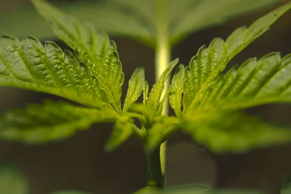 Cannabisplantblad Medicinsk Marijuana — Stockfoto