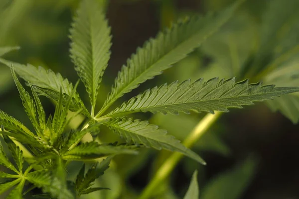 Folhas Plantas Cannabis Marijuana Medicinal — Fotografia de Stock