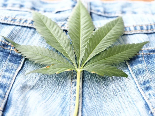 Industrial Hemp Leaf Jeans Fabric — Stock Photo, Image