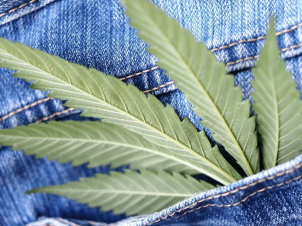 Industrial Hemp Leaf Jeans Fabric — Stock Photo, Image