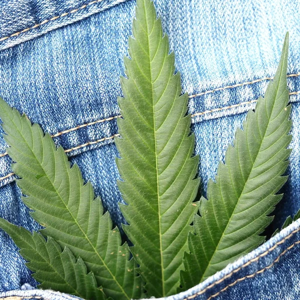 Industrial Hemp Leaf Jeans Fabric — Stock Photo, Image