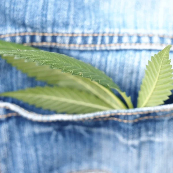 Industrial Hemp Leaf Jeans Fabric — Stock Photo, Image