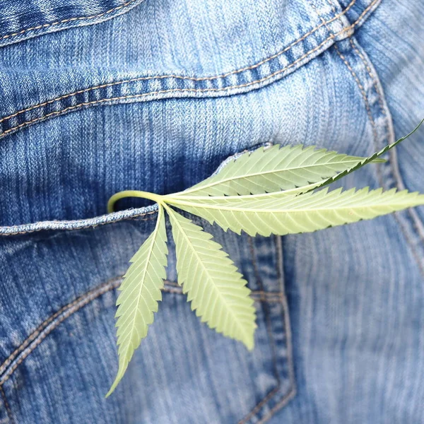 Industrial Hemp Leaf Jeans Fabric — Stock Photo, Image