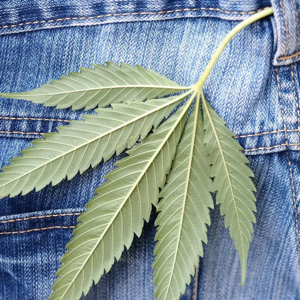 Industrial Hemp Leaf Jeans Fabric — Stock Photo, Image