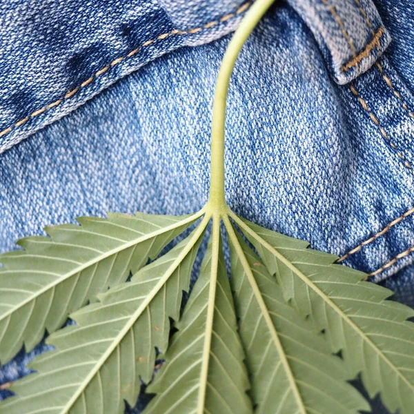 Industrial Hemp Leaf Jeans Fabric — Stock Photo, Image