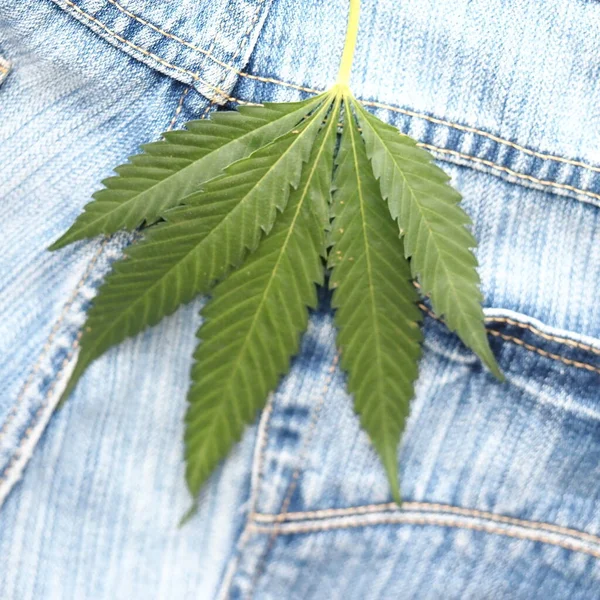 Industrial Hemp Leaf Jeans Fabric — Stock Photo, Image