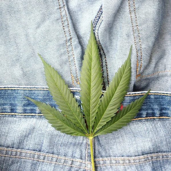 Industrial Hemp Leaf Jeans Fabric — Stock Photo, Image