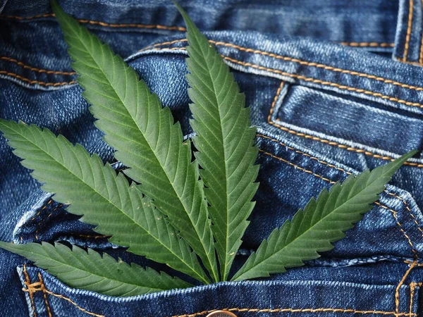 Industrial Hemp Leaf Jeans Fabric — Stock Photo, Image