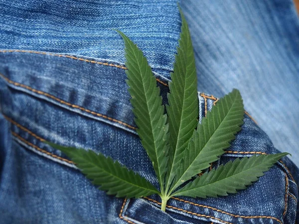 Industrial Hemp Leaf Jeans Fabric — Stock Photo, Image