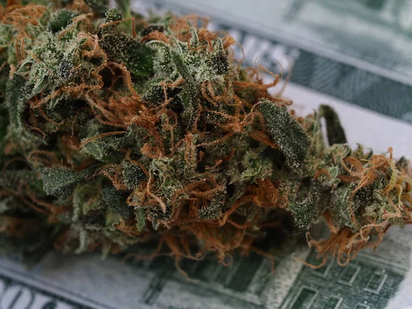 Concept Entreprise Cannabis Argent Dollars Américains Marijuana Médicale — Photo