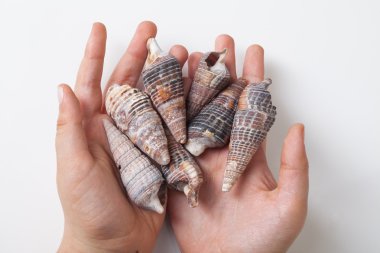 Okyanus kabukları yalan elinde