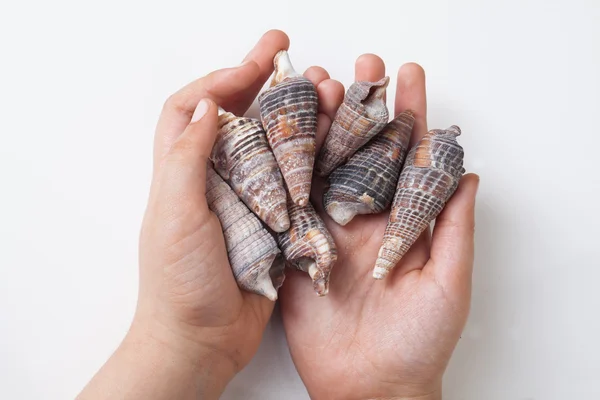 Ocean shells lie in hands — Stock Photo, Image