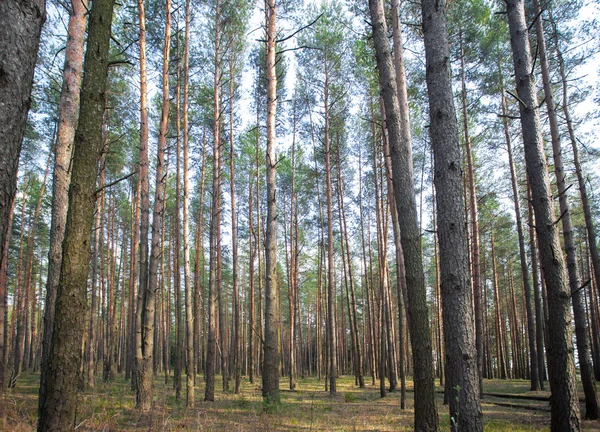 De árboles en el bosque —  Fotos de Stock