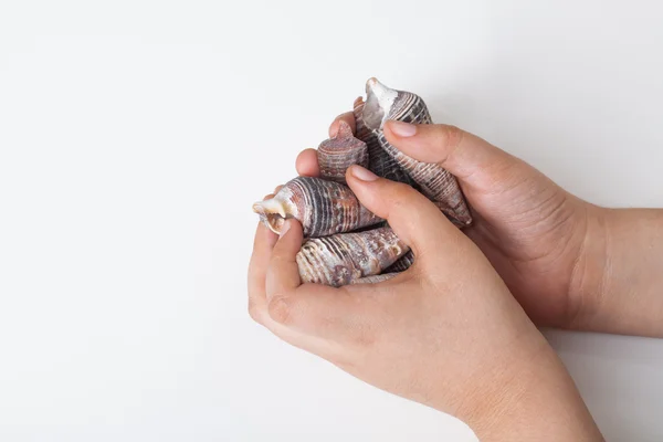 Ocean shells lie in hands — Stock Photo, Image