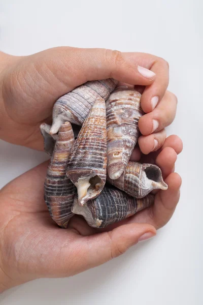 Ocean shells lie in hands — Stock Photo, Image