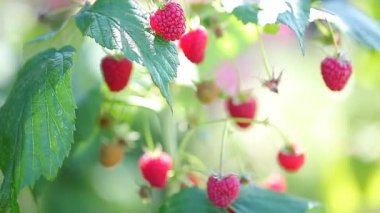 Bahçedeki çilekler