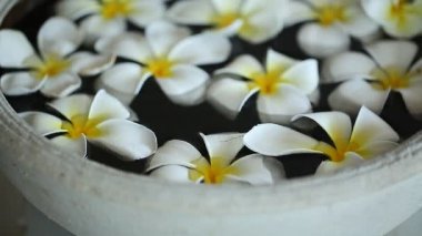 Güzel kokulu plumeria çiçekler
