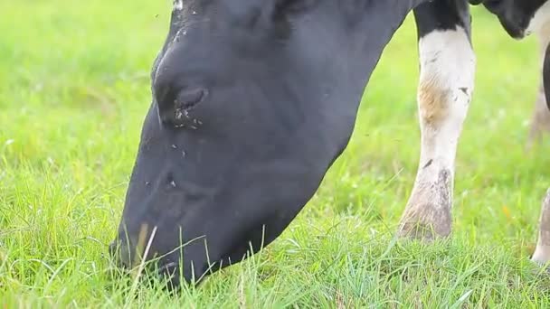 Vacas en el pasto — Vídeos de Stock