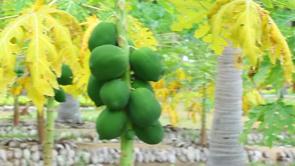 Плоды папайи на дереве — стоковое видео