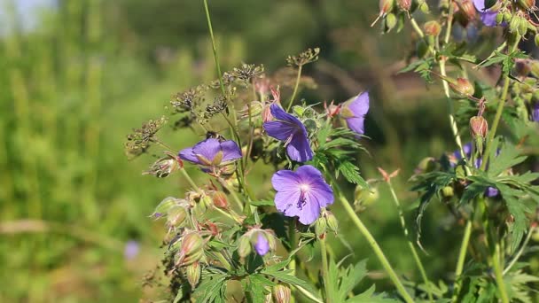 Bienen sammeln Honig — Stockvideo