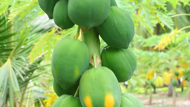 Papaya vruchten aan de boom — Stockvideo