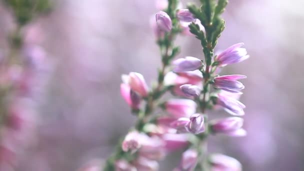 Rosafarbene Frühlingsblumen — Stockvideo