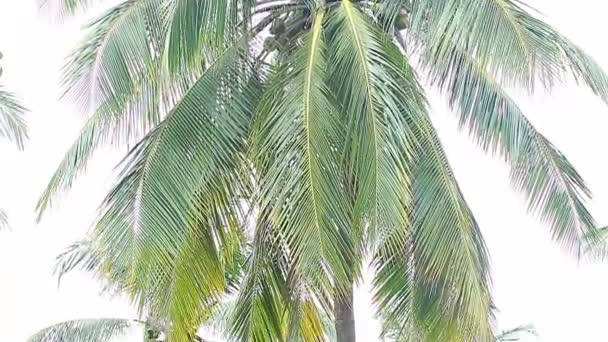 Пальмове листя на фоні неба — стокове відео