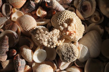 Deniz kabuklarını ve corral doku