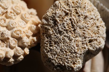 Deniz kabuklarını ve corral doku