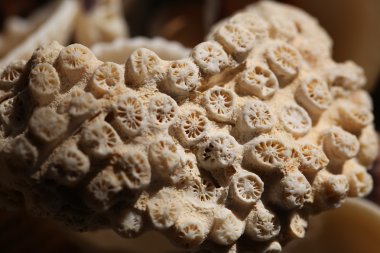 Deniz kabuklarını ve corral doku