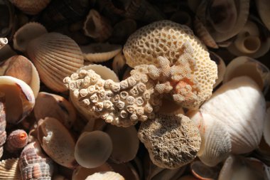 Deniz kabuklarını ve corral doku