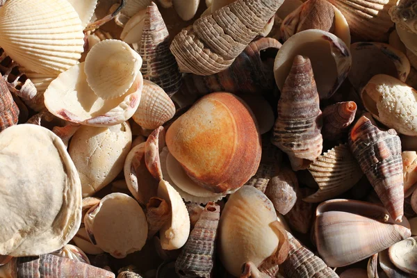 Seashells and corral texture — Stock Photo, Image