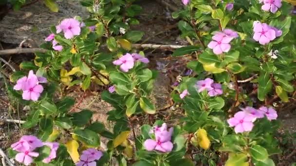 Bir rüzgarla Lugash'a çiçekler — Stok video
