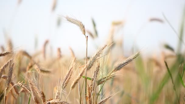 Вуха пшениці на полі — стокове відео